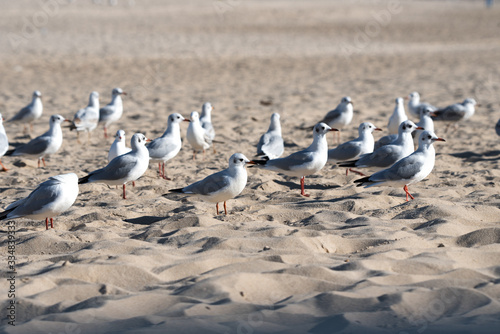 Gulls on the beach, lots of gulls