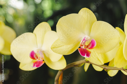 Close up of beautiful yellow orchid flowers on blurred background