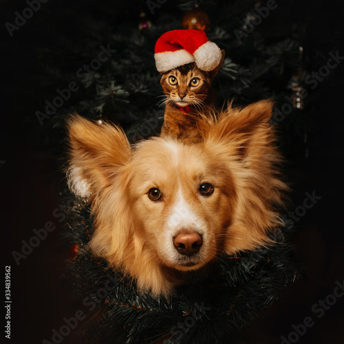 funny dog and kitten portrait for christmas