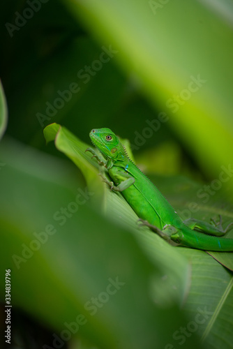 young iguanas resting among the leaves of a banana tree