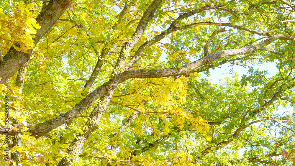 Fototapeta premium Leaves trees forest sun nature