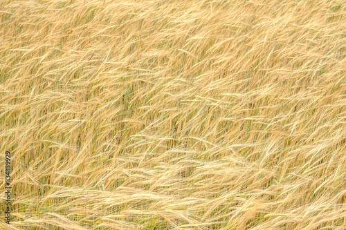 field with ears of wheat a solid background