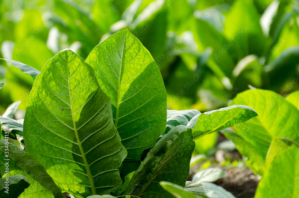 Obraz premium view of tobacco plantation in south america