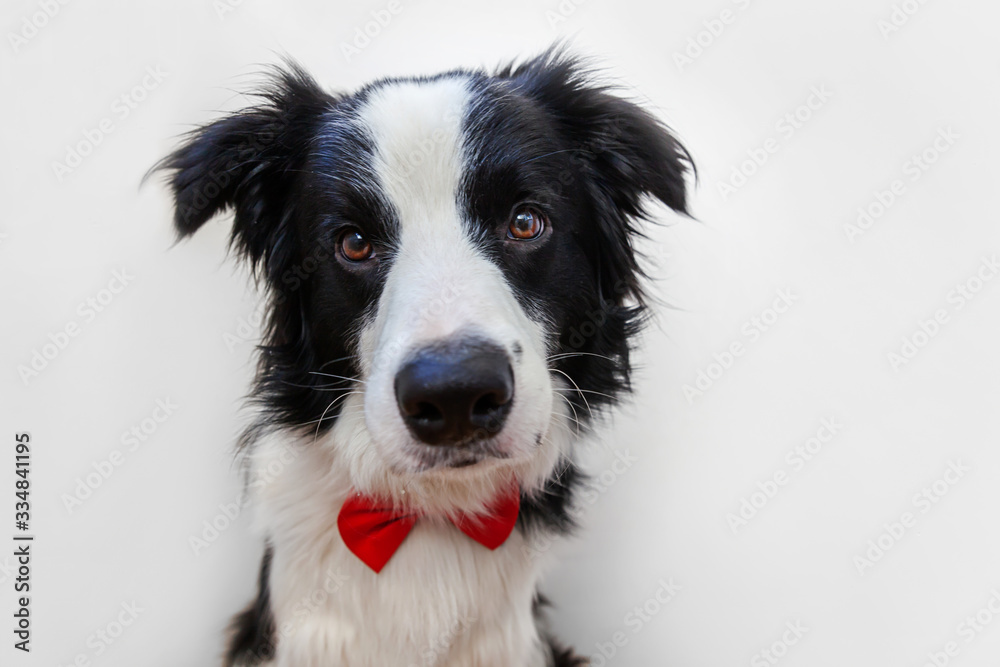 Funny studio portrait puppy dog border collie in bow tie as gentleman or groom isolated on white background. New lovely member of family little dog looking at camera. Funny pets animals life concept.