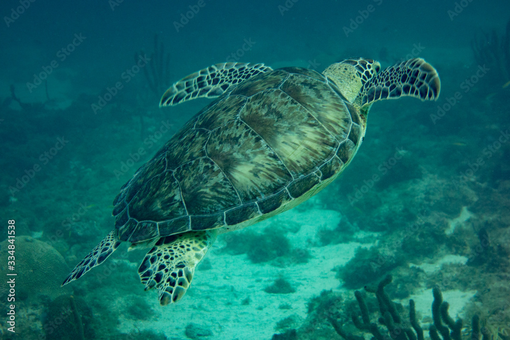 Green Turtle