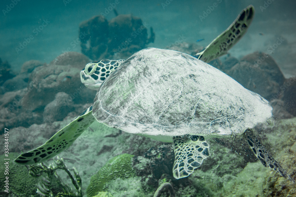 Green Turtle Swimming Away