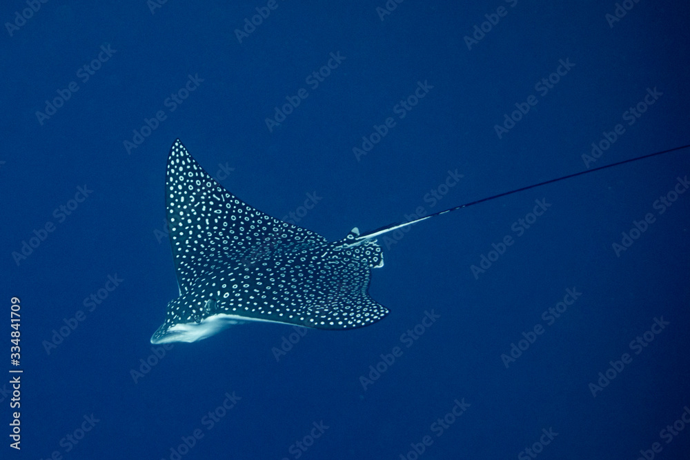 Eagle Ray