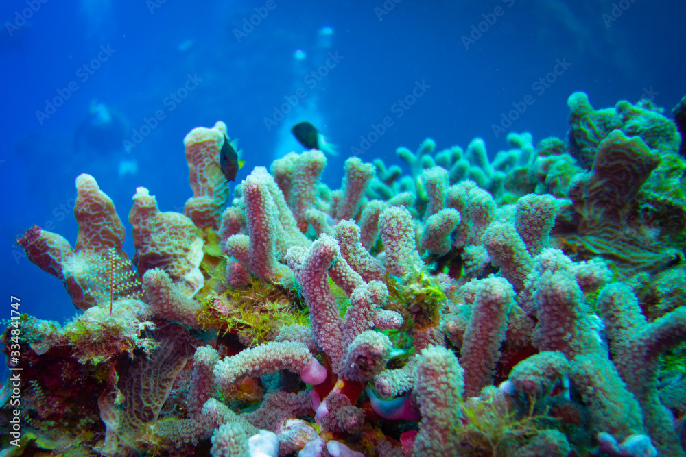 Healthy Coral