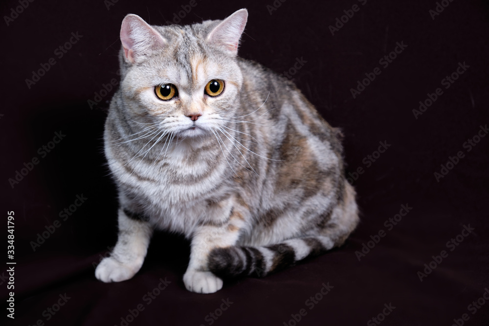 Scottish fold cat marble on silver, portrait on a dark background.