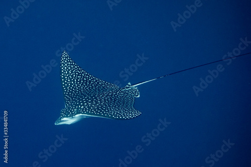 Obraz na płótnie Eagle Ray w salonie