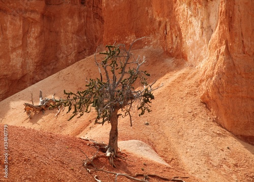 Intermountain Bristlecone Pine (Pinus longaeva) along Peak-A-Boo Loop Trail in Bryce Canyon National Park, Utah photo