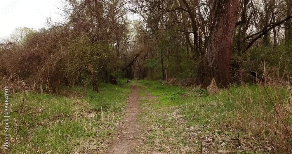 Walkway in the early spting forest, drone point of view Walkway in the early spting forest, drone point of view