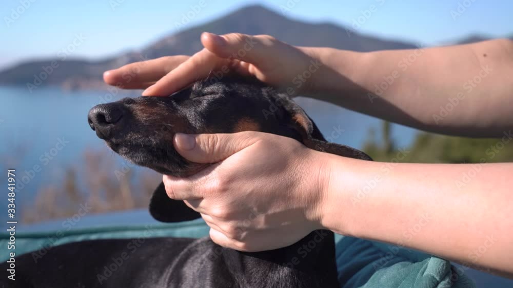 Happy dog dachshund is receiving a massage at its head while taking sunny baths at the seaside resort. Happy dog dachshund is receiving a massage at its head while taking sunny baths at the seaside resort.