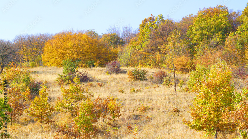 Fototapeta premium Forest trees leaves sun nature