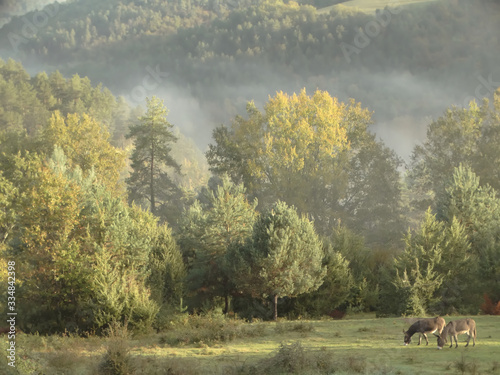 paysage du montagne sous la brume