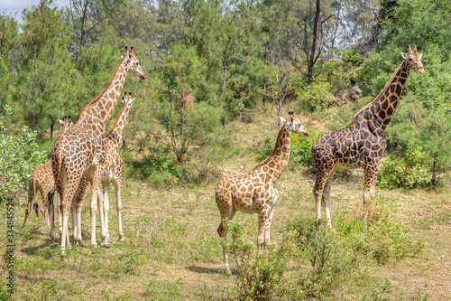 Photography Giraffe family in th open