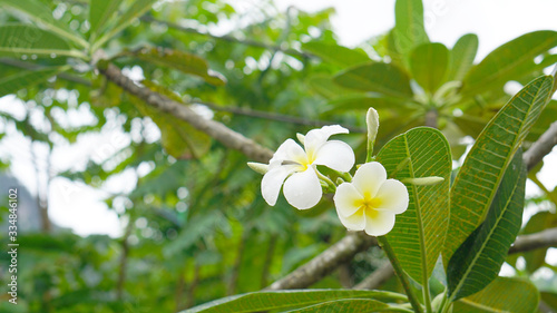 Flowers leaves plants rain nature