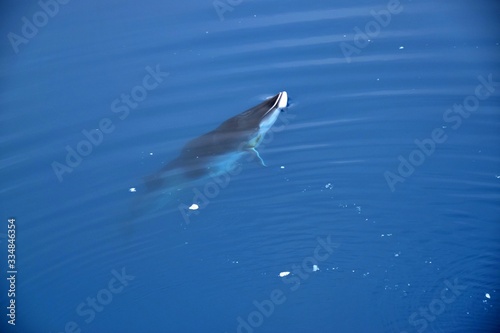 Minke Whale , Cierva Cove , Antarctica 