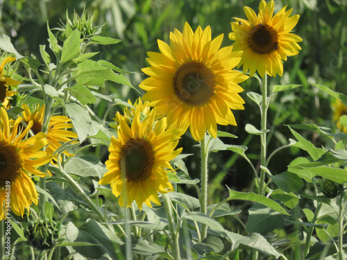 Sunflower flowers surrounded by green leaves