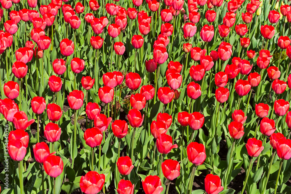 Beautiful red tulips