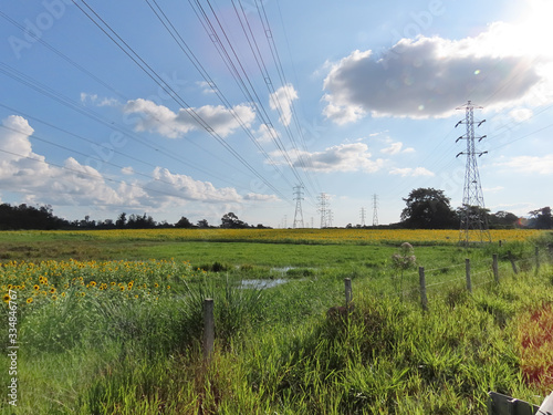 Farm with sunflower plantation surrounded by electric grid