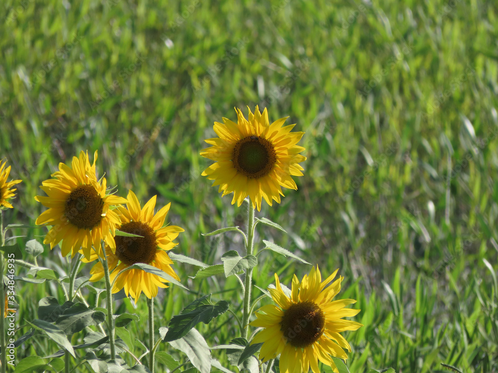 Sunflower flowers surrounded by green leaves Sunflower flowers surrounded by green leaves