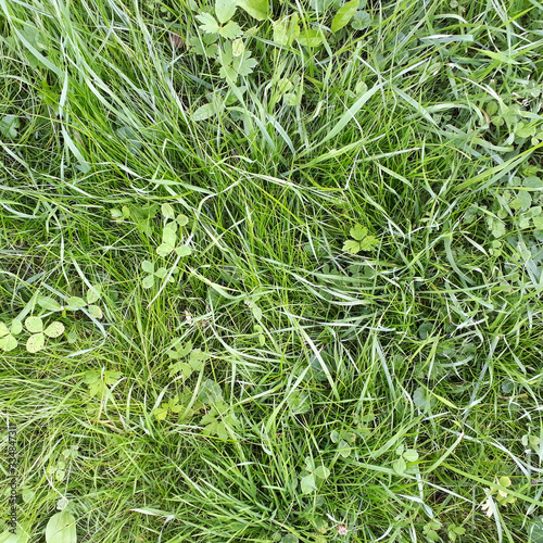 Abstract background green grass on a sunny lawn