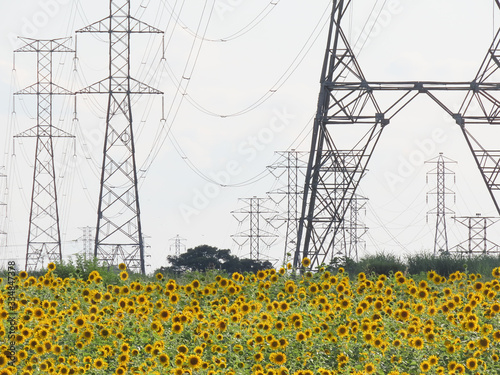 Farm with sunflower plantation surrounded by electric grid