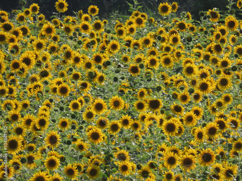 Farm with sunflower plantation in large quantities