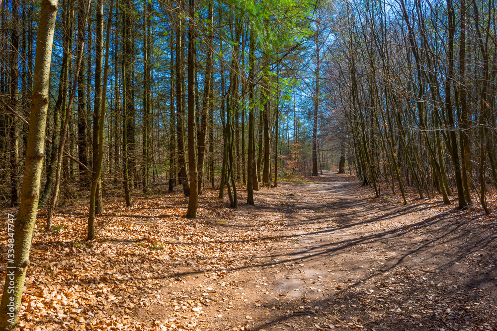 Trees in a forest below a blue sky in sunlight in spring Trees in a forest below a blue sky in sunlight in spring