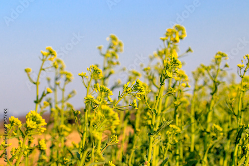 Des fleurs jaune dans les champs c'est le printemps