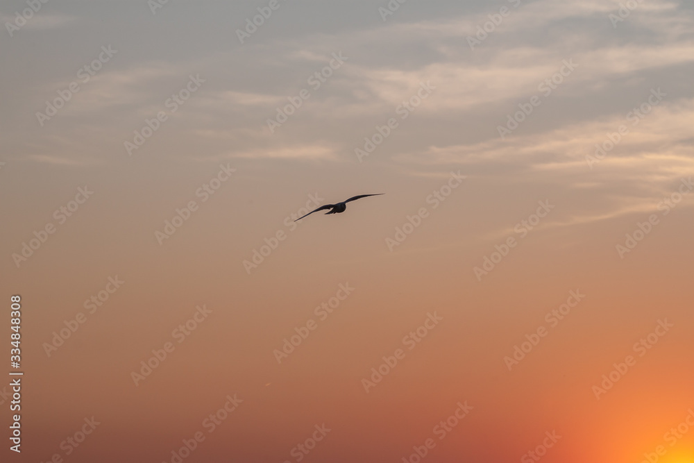beautiful sunset sky with one lonely bird