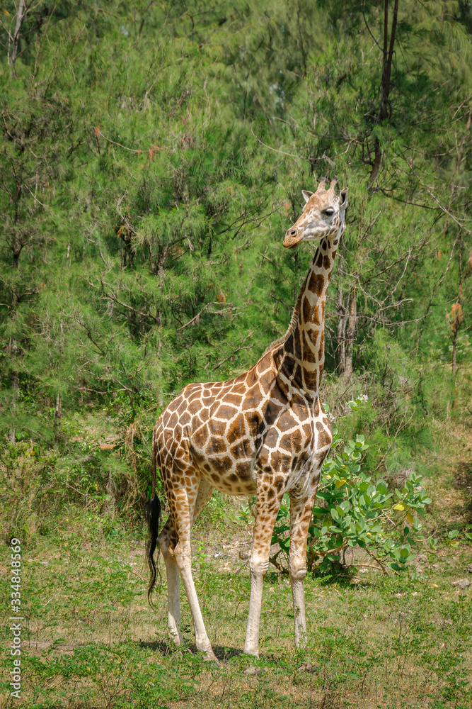 Obraz premium Giraffe in the park