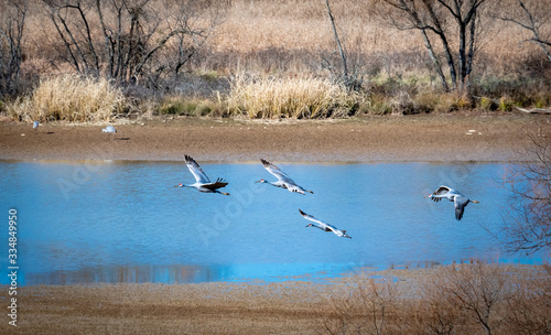 Sandhill Cranes flying over Hiwassee reservoir in Birchwood Tennessee.