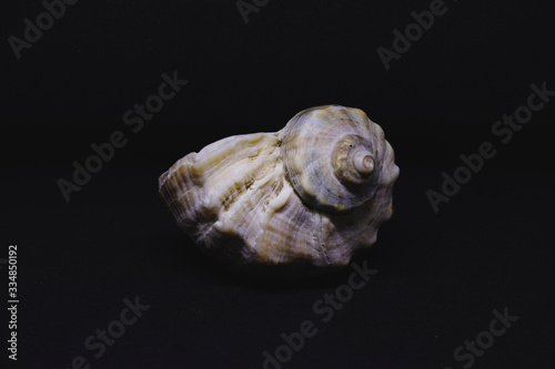 sea shell on black background