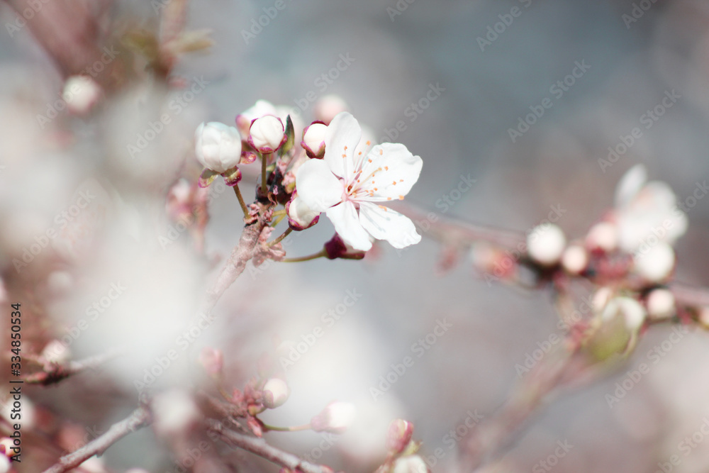 Obraz premium beautiful spring tree blossom background