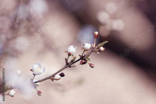 beautiful spring tree blossom background