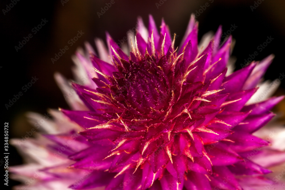 Macro photography very colourful flowers. Macro photography very colourful flowers.