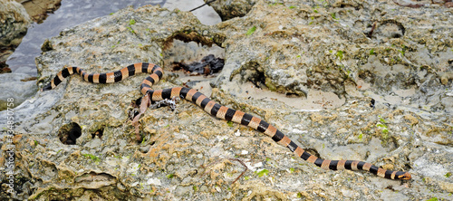 Seeschlange: Nattern-Plattschwanz / Yellow-lipped sea krait (Laticauda colubrina) Neukaledonien / New Caledonia (Île des Pins) photo