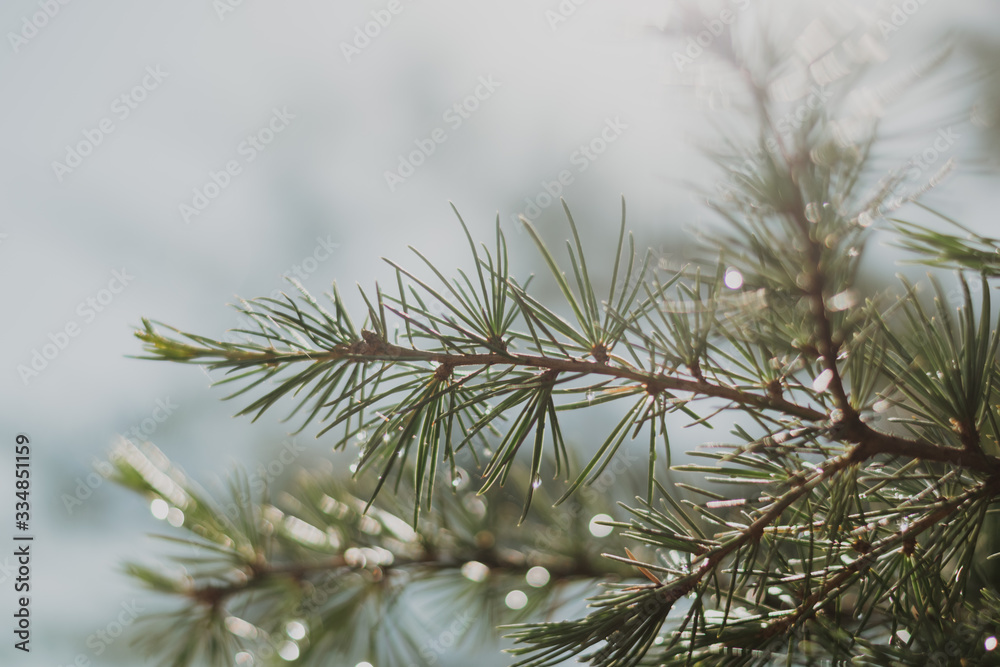 needles of a pine tree needles of a pine tree