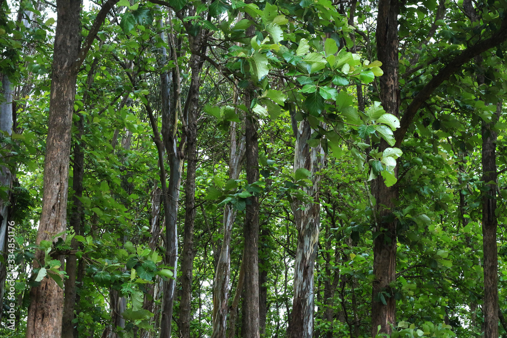 Teak trees in an agricultural forest in Kerala India