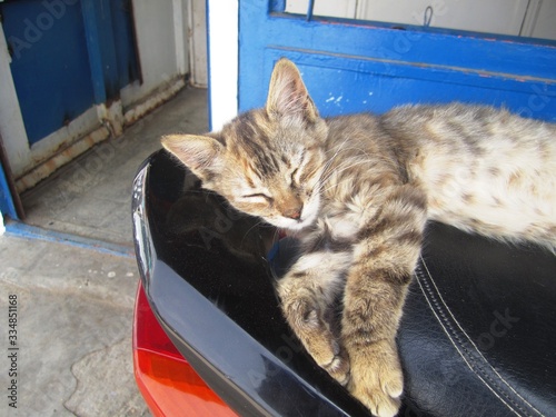 A pretty cat who sits on a motorcycle. really it's very beautiful.