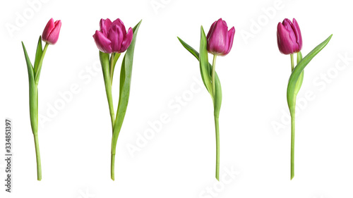 Set of beautiful spring tulips on white background