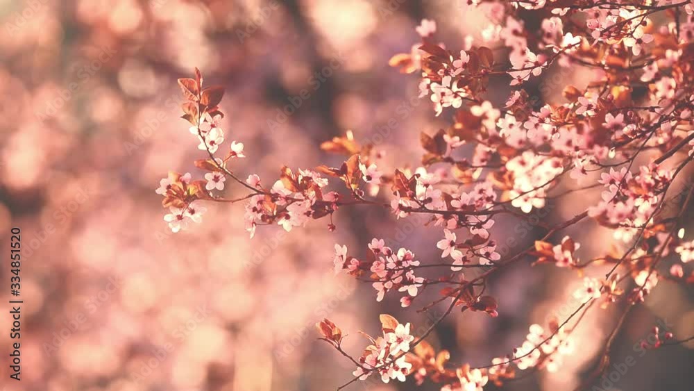 Spring branch with flowers in the sunlight Spring branch with flowers in the sunlight