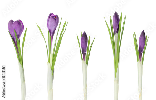 Set of beautiful crocuses on white background. Spring flowers