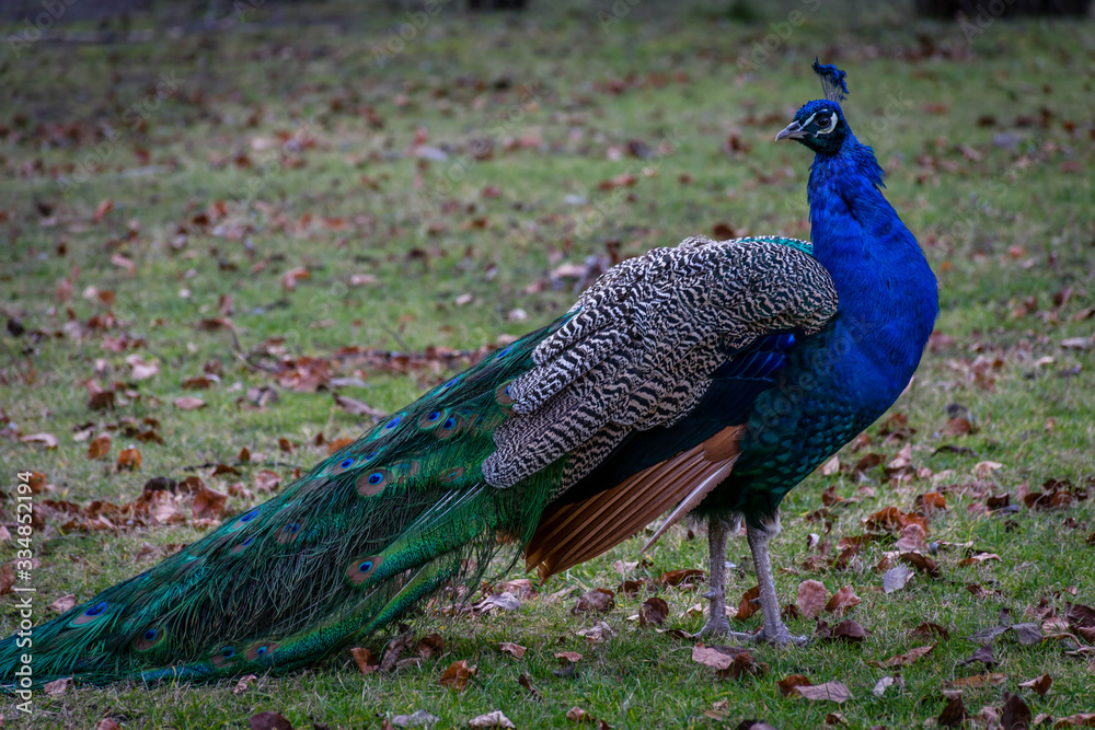 Beautiful peacock bird in the park Beautiful peacock bird in the park
