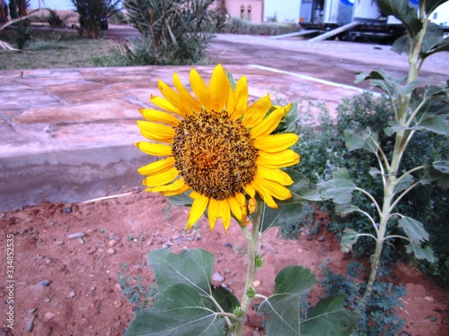 The sunflower is an excellent plant which has the advantage of flowering late in the season (August) when there are not many other resources available for bees.