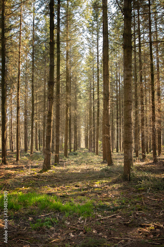 Wald © Markus