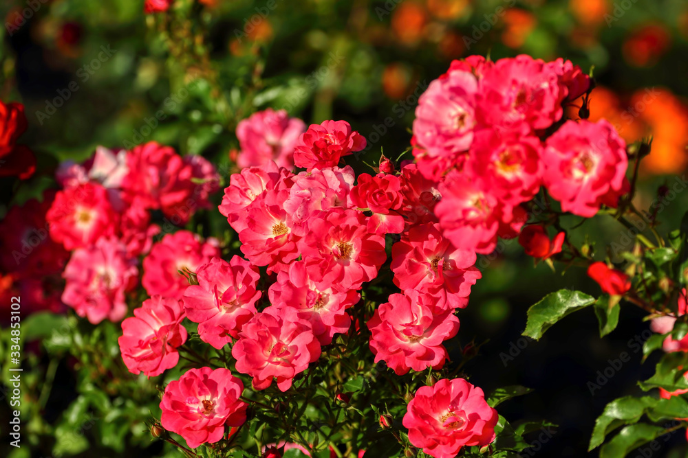 Beautiful spring flowers Beautiful spring flowers