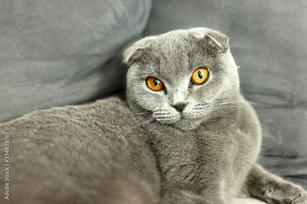 gray scottish fold cat on sofa with pillows